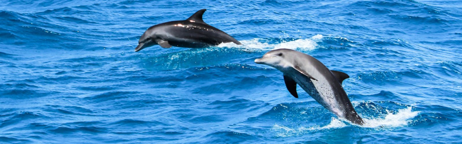 Dolphin Trip in Hurghada